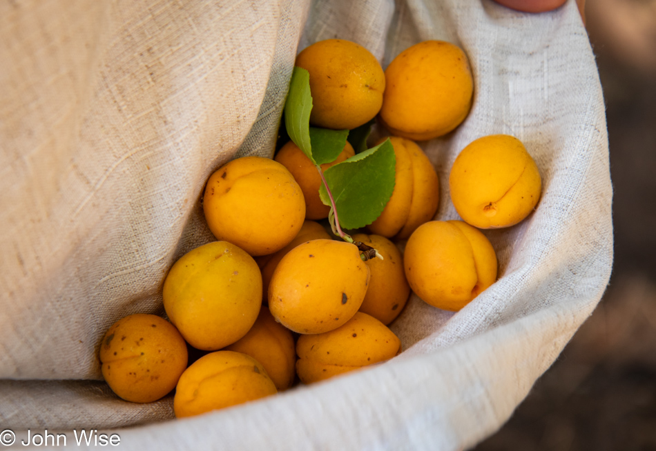 Apricots from Robert Oppenheimer's home in Los Alamos, New Mexico