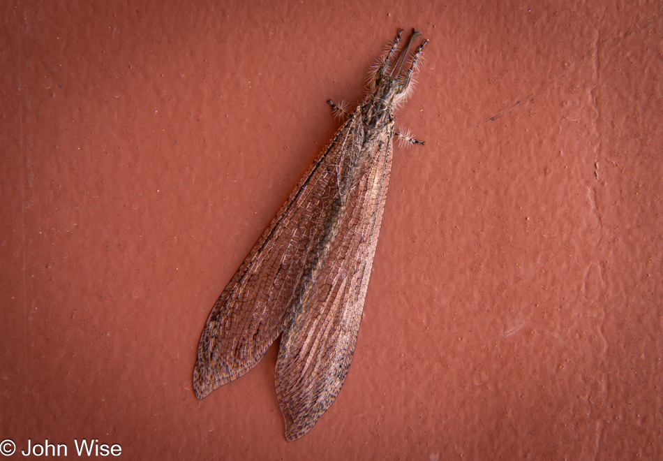 Vella fallax texana bug in Lupton, Arizona