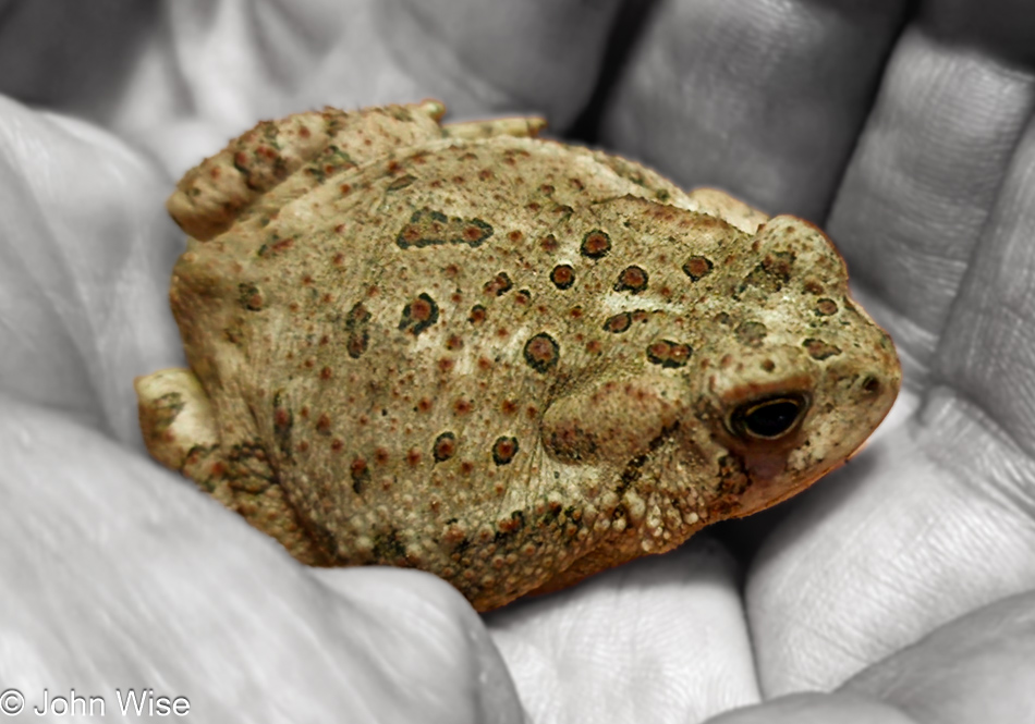 A Woodhouse Toad in Duncan, Arizona