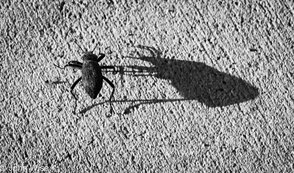 Beetle with long shadow in Duncan, Arizona