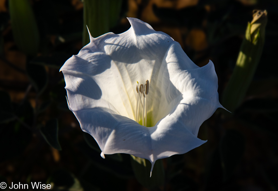 Datura in Duncan, Arizona