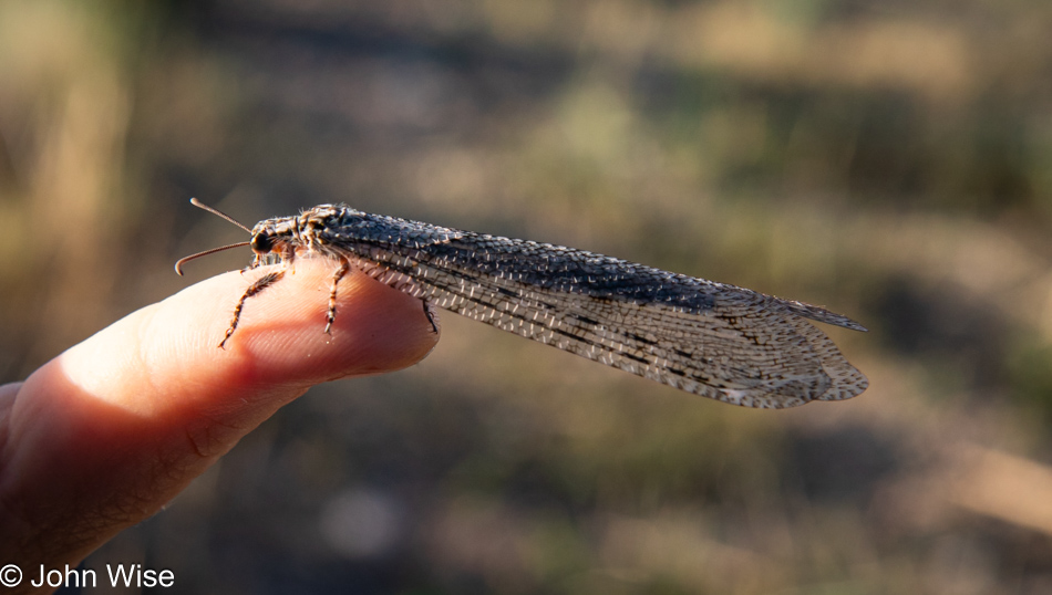 Ant Lion in Duncan, Arizona