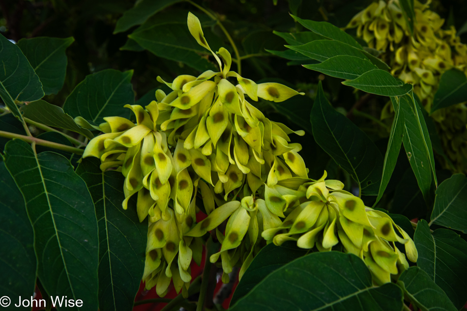 Tree of Heaven in Duncan, Arizona