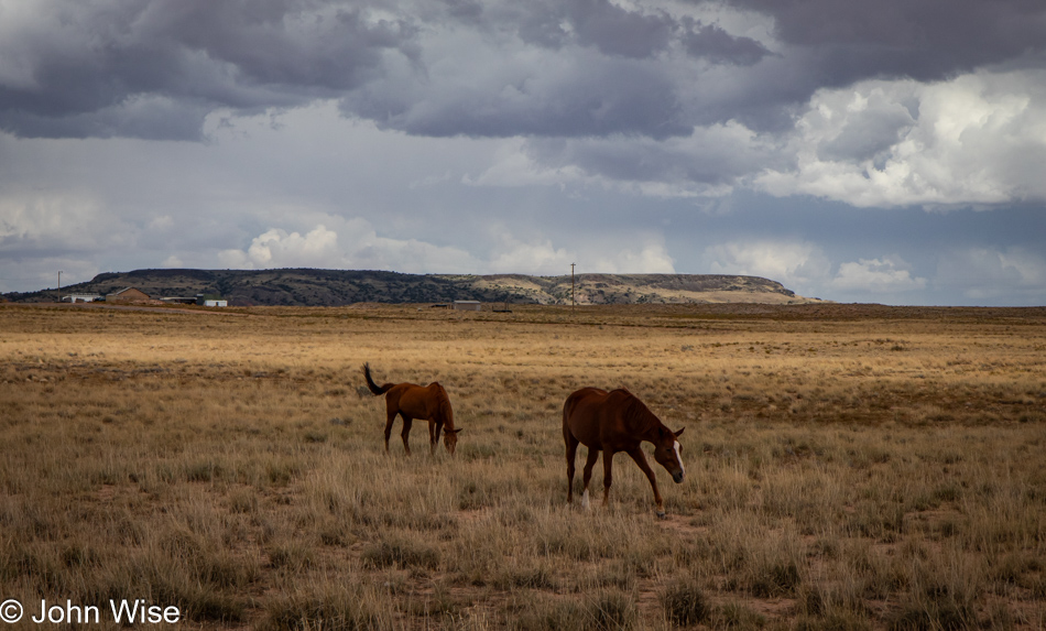 Horses near Dilkon, Arizona