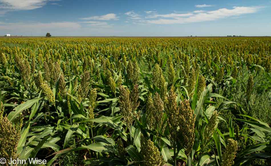 Sorghum on Kansas Route 27