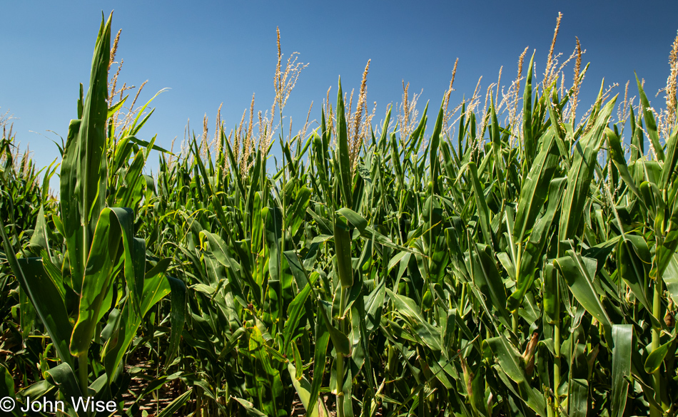 Corn growing on State Route 23 north of Hoxie, Kansas