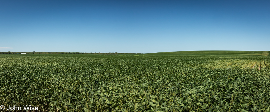 Field of soy beans in Nebraska