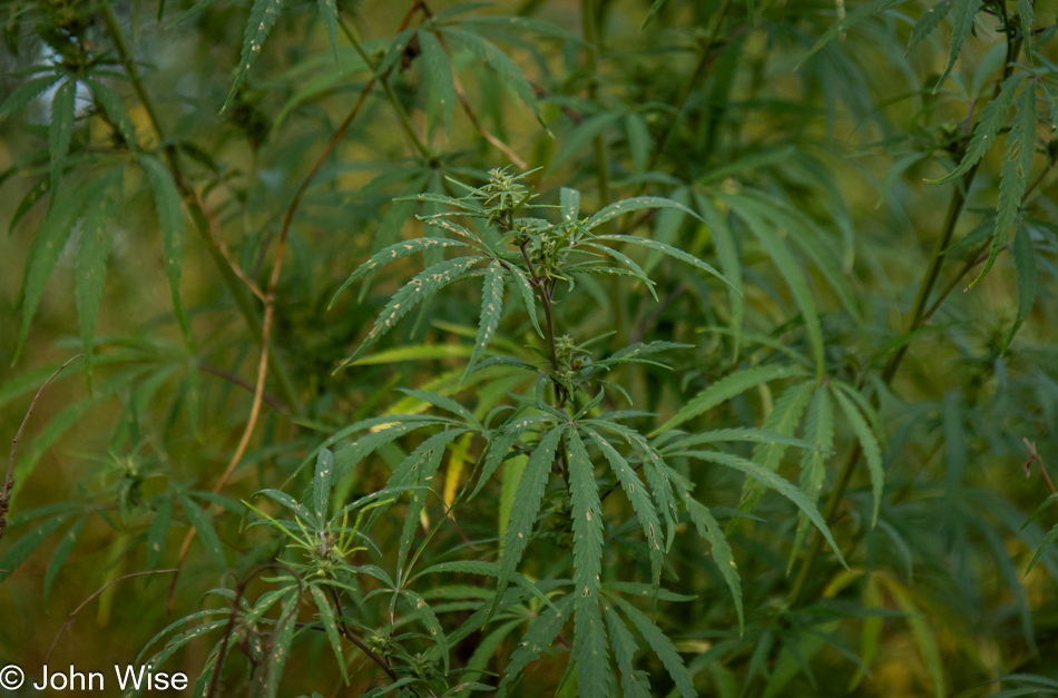 Hemp growing next to the road in Nebraska