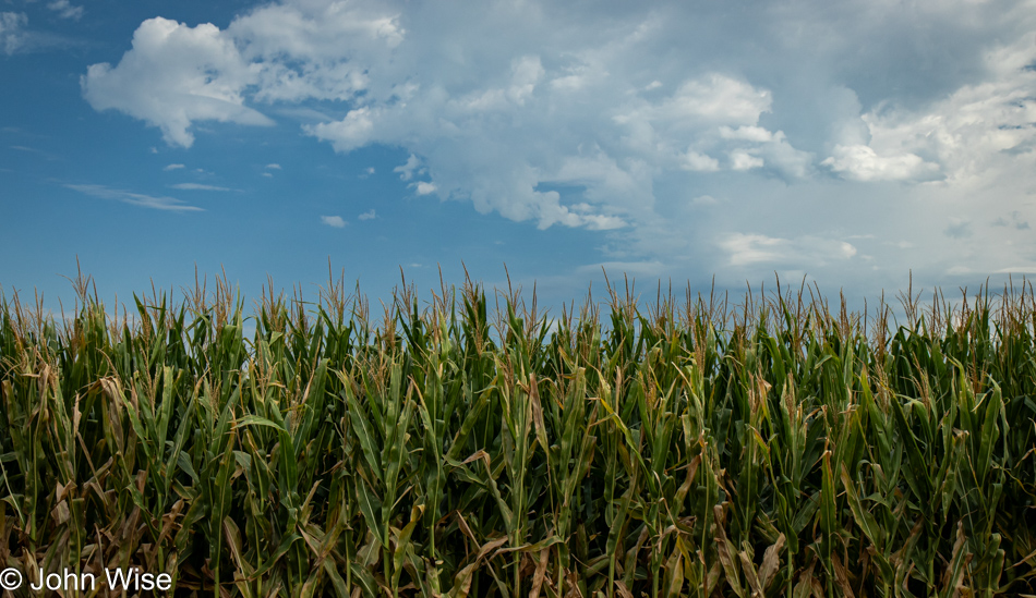 Corn growing next to the road in Nebraska