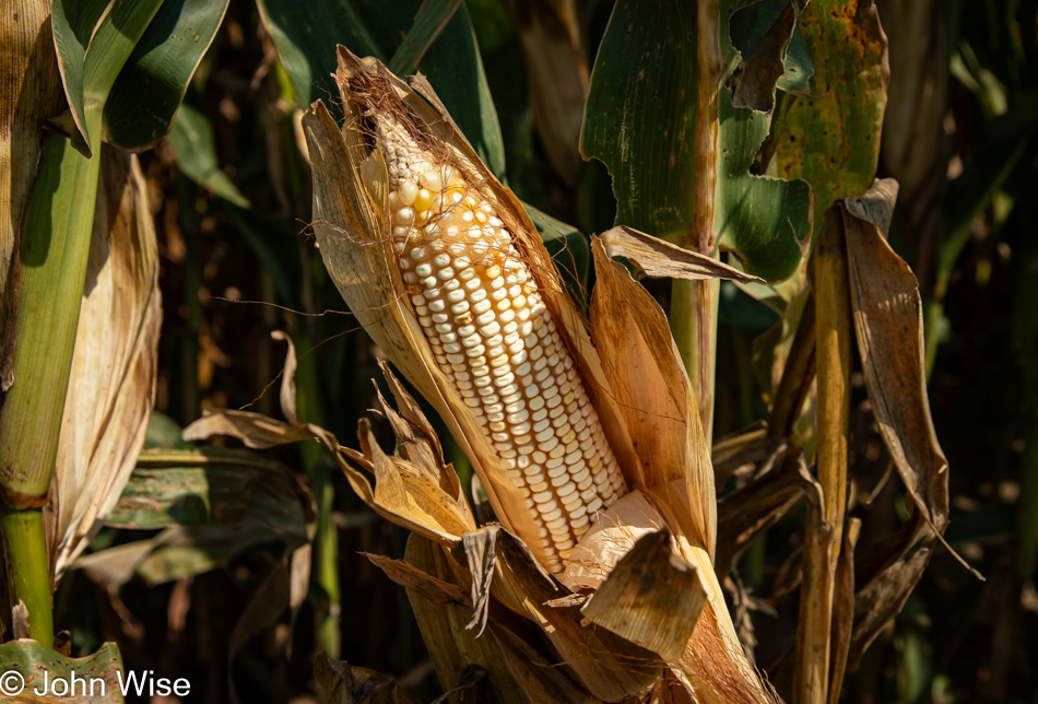 Corn in Missouri