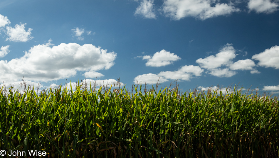 Corn in Illinois on Route 116 near Biggsville