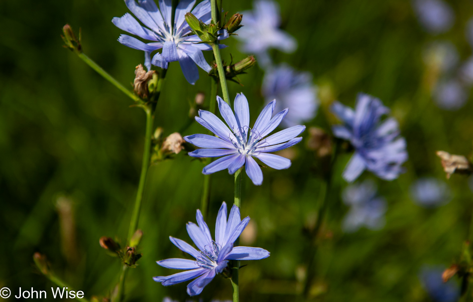 Flowers on Highway 116 in Illinois