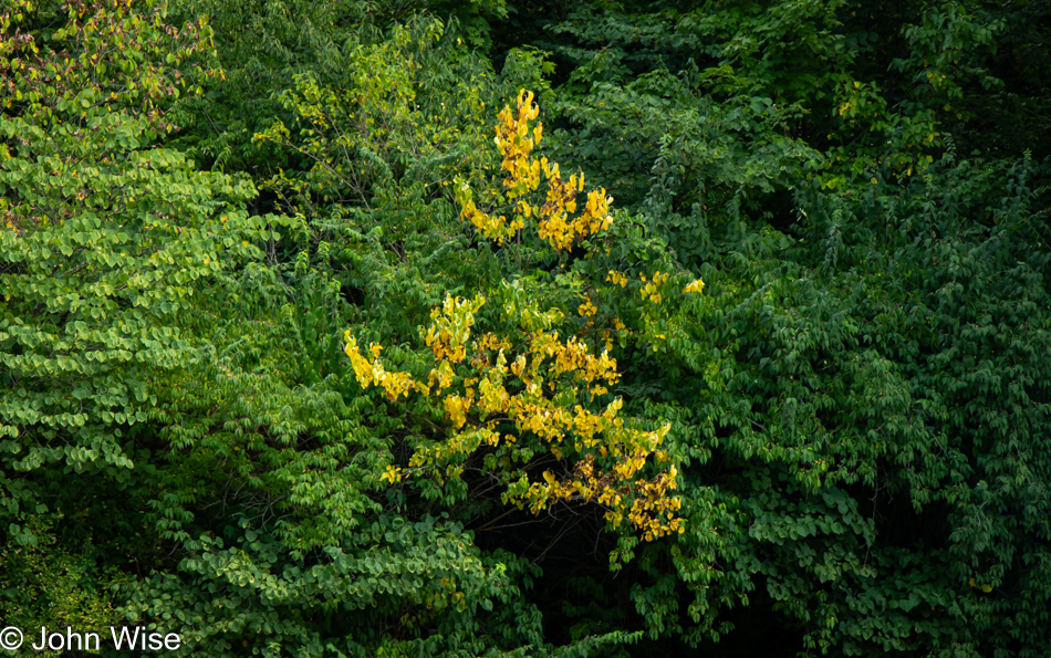 First fall colors on State Road 18 in Indiana