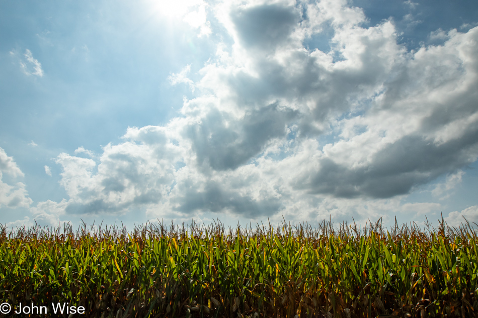 Corn on State Route 124 in Indiana approaching Ohio