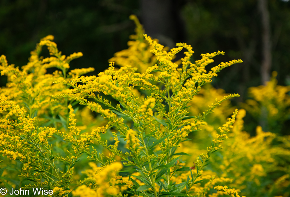 Flowers on Toad Hollow Road in Little Valley, New York