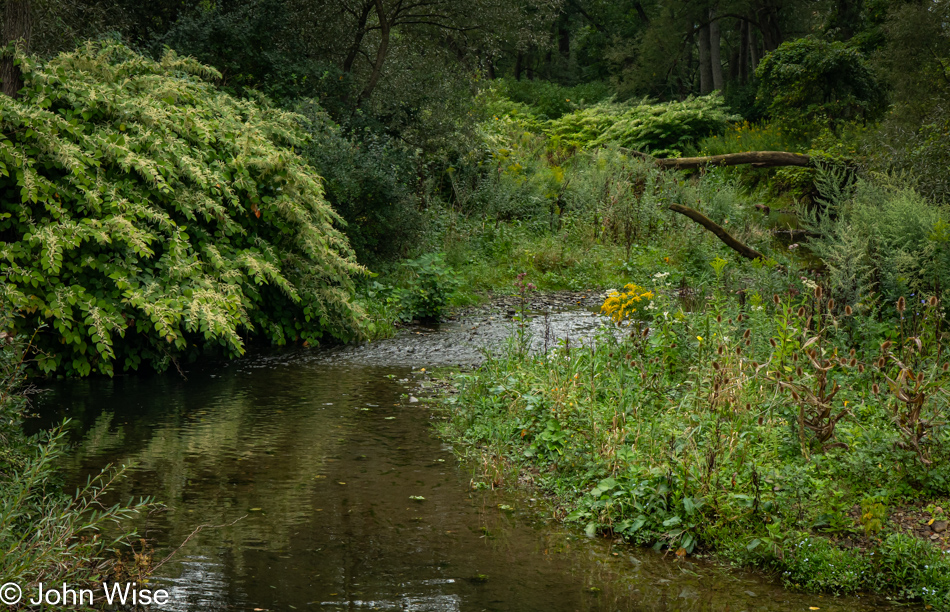 Mansfield Creek on Toad Hollow Road in Little Valley, New York