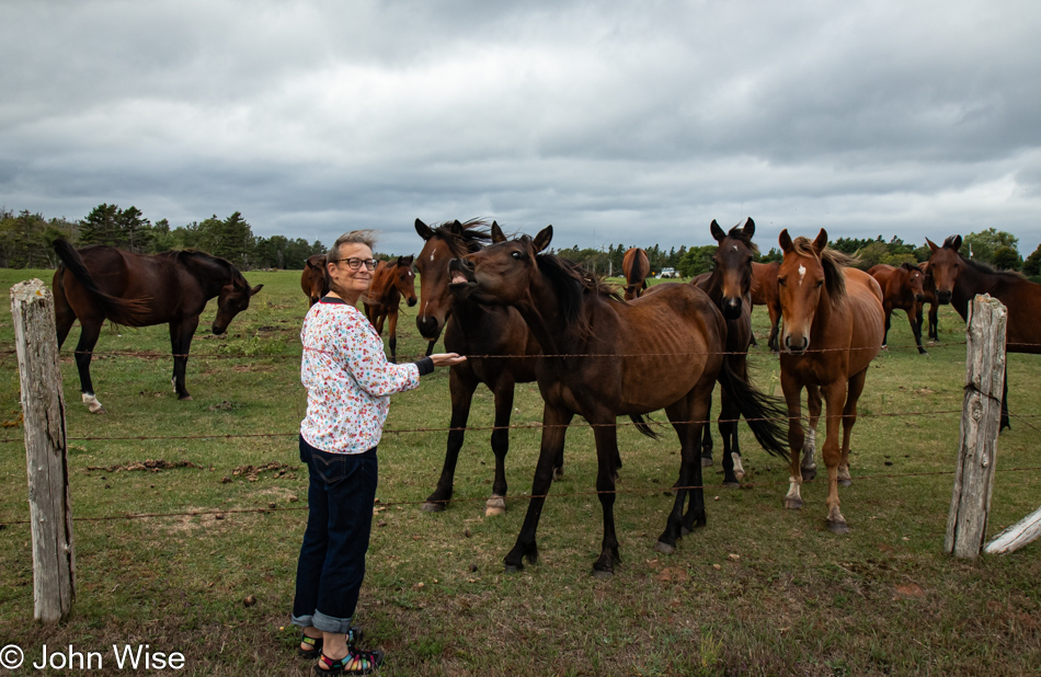 Caroline Wise and horses at Sea Cow Pond Harbor on Prince Edward Island, Canada