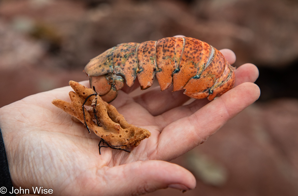 Lobster shell and sponge at North Cape Lighthouse on Prince Edward Island, Canada