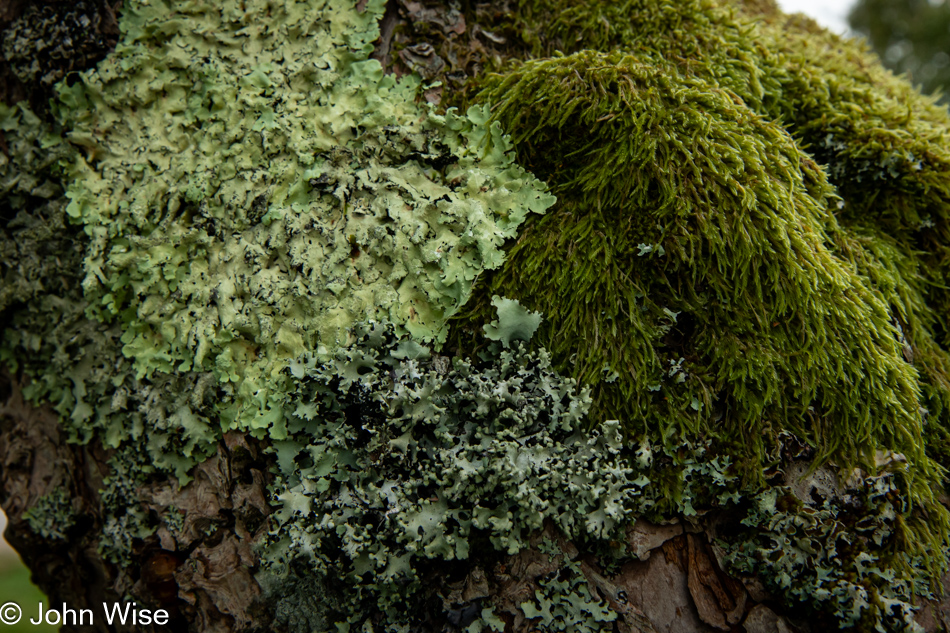 Moss and lichen on Digby Neck, Nova Scotia, Canada