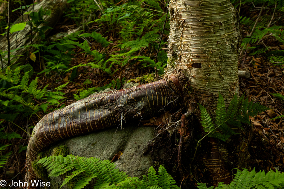 Balancing Rock Trail in Tiverton, Nova Scotia, Canada