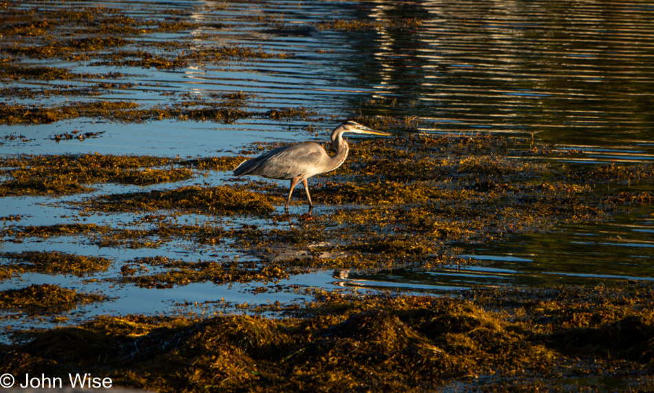 Blue Heron in Lunenburg, Nova Scotia, Canada