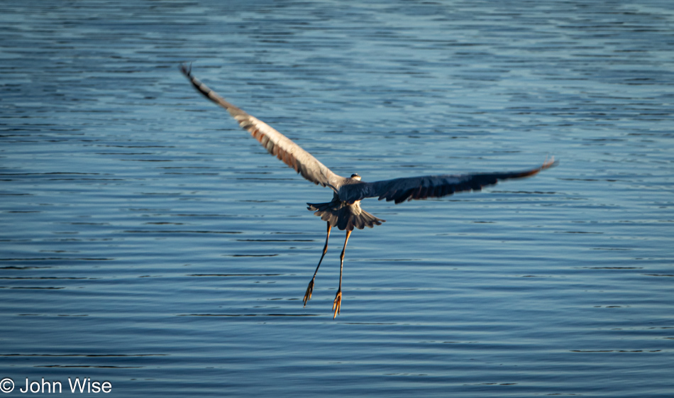 Blue Heron in Lunenburg, Nova Scotia, Canada