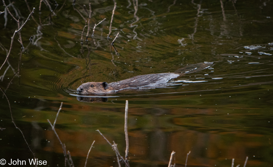 Beaver at Cape Breton Highlands National Park, Nova Scotia, Canada