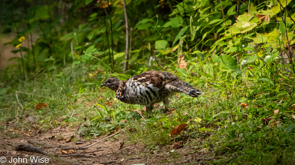 Ruffed Grouse on Corney Brook Trail at Cape Breton Highlands National Park, Nova Scotia, Canada