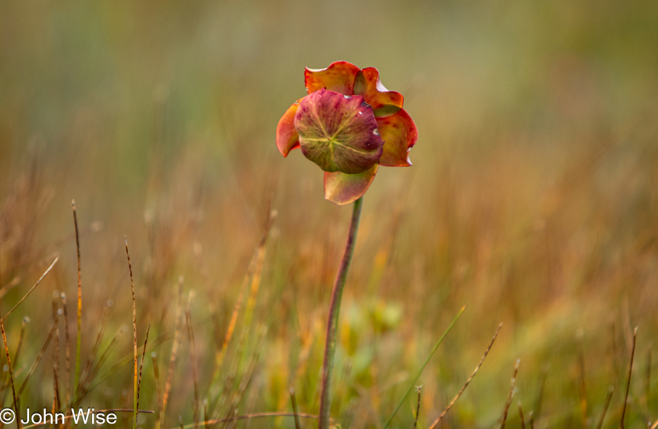 Pitcher Plant on the Bog Trail at Cape Breton Highlands National Park, Nova Scotia, Canada