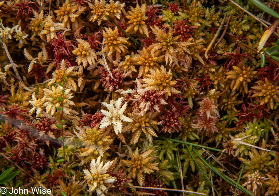 Sphagnum Moss on the Bog Trail at Cape Breton Highlands National Park, Nova Scotia, Canada