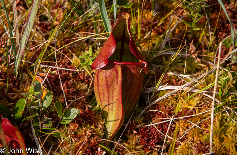 Pitcher Plant on the Bog Trail at Cape Breton Highlands National Park, Nova Scotia, Canada