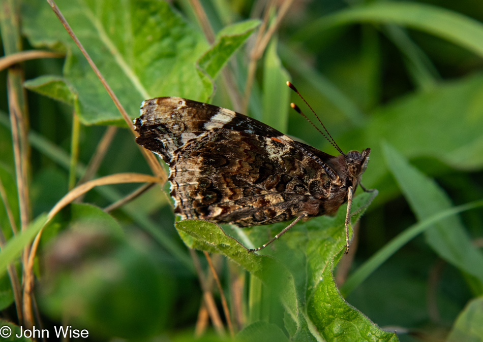 Red Admiral Butterfly on the Cabot Trail in Nova Scotia, Canada