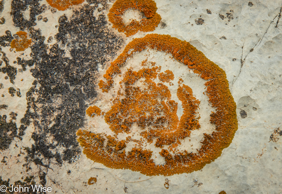 Lichen at Flowers Cover in Newfoundland, Canada