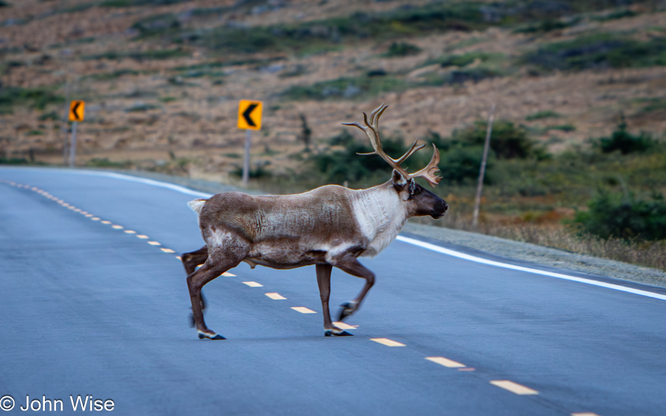 Caribou in Gros Morne National Park in Newfoundland, Canada