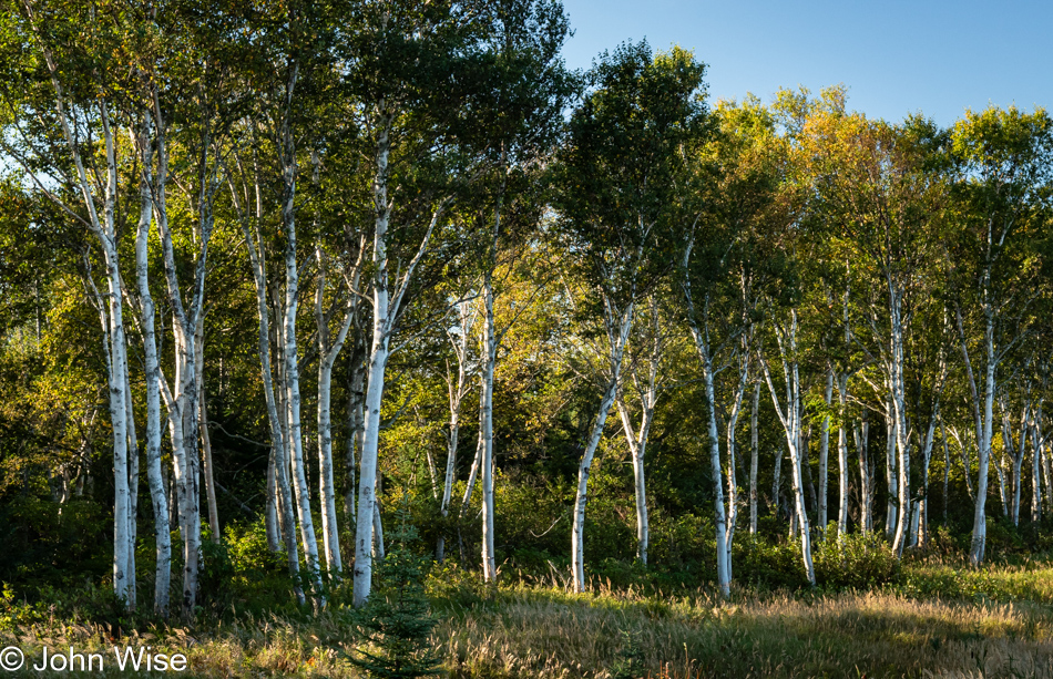 Birch trees outside of Deer Lake, Newfoundland, Canada