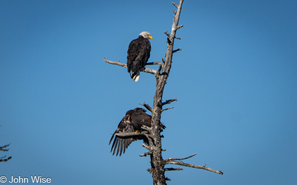 Eagles off Trans Canada Highway, Newfoundland, Canada