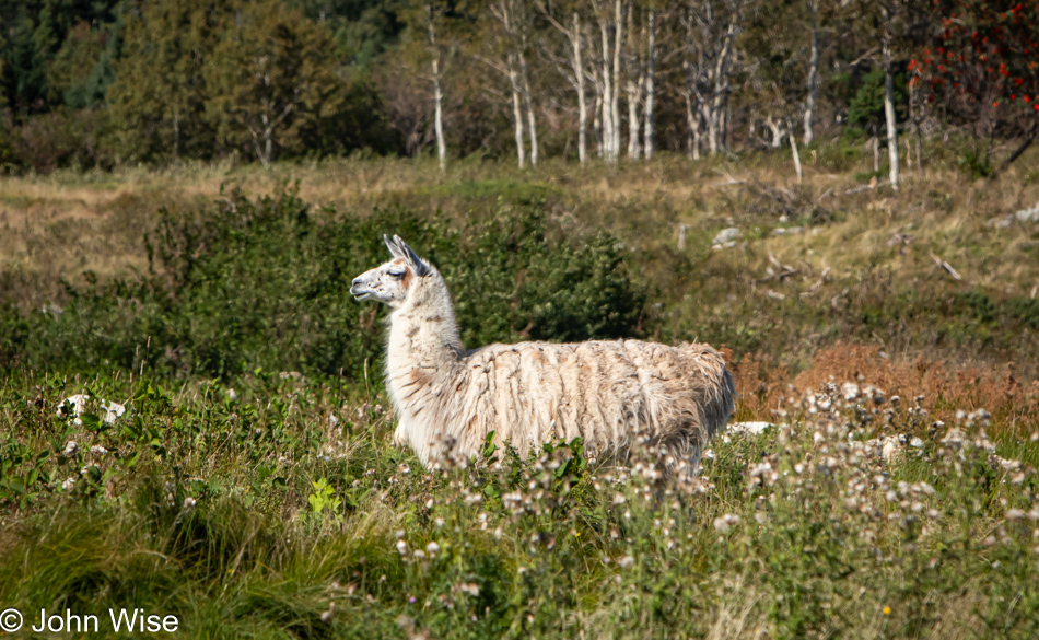 Llama near Port Albert, Newfoundland, Canada