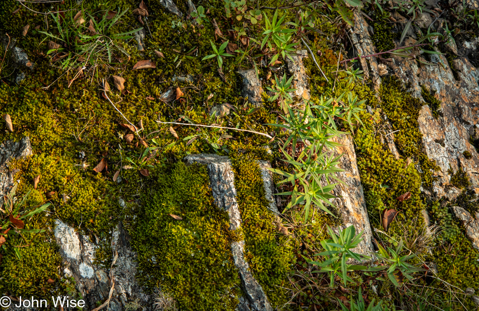 Trail on the Gambo River in Gambo, Newfoundland, Canada