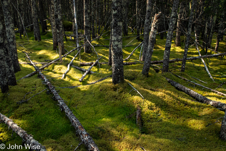 Southwest Arm Trail in Terra Nova National Park, Newfoundland, Canada