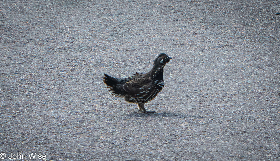 Ruffed Grouse near Ochre Hill in Terra Nova National Park, Newfoundland, Canada