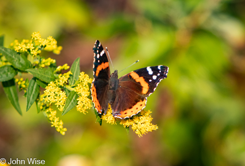 Red Admiral Butterfly at Sandy Pond in Terra Nova National Park, Newfoundland, Canada