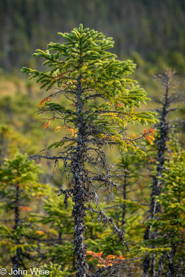 Sandy Pond in Terra Nova National Park, Newfoundland, Canada