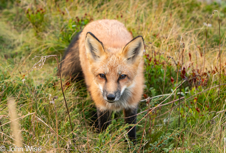 Red Fox at Hodderville, Newfoundland, Canada