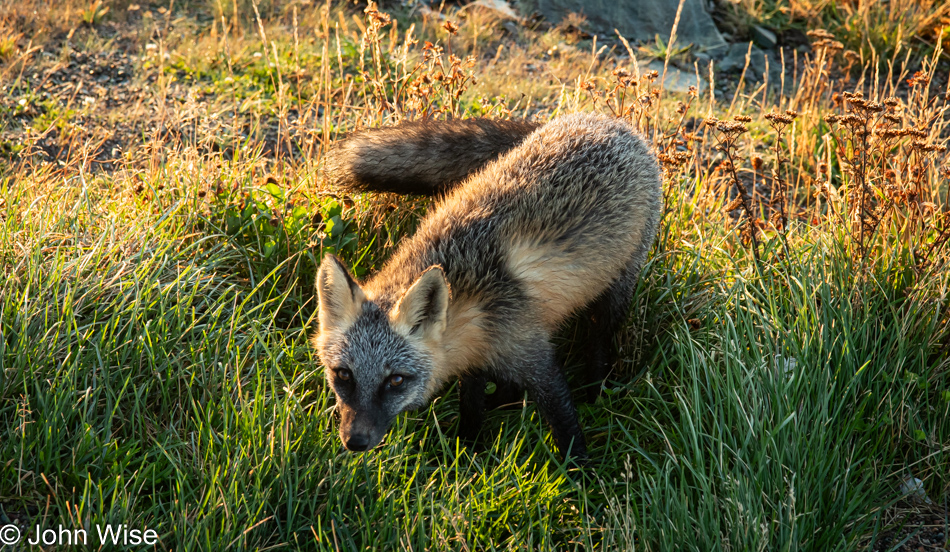 Fox at Cape Bonavista Lighthouse, Newfoundland, Canada