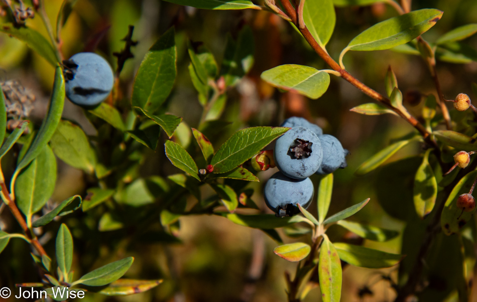 Blueberries at Capelin Gulch Fossil Site in Melrose, Newfoundland