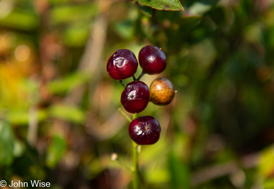 Partridge Berries at Capelin Gulch Fossil Site in Melrose, Newfoundland