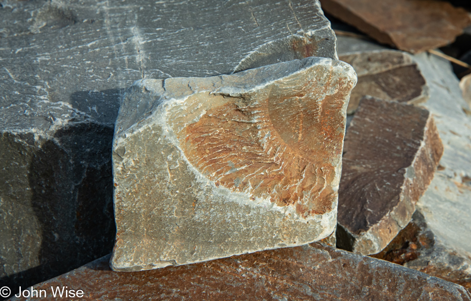 Capelin Gulch Fossil Site in Melrose, Newfoundland