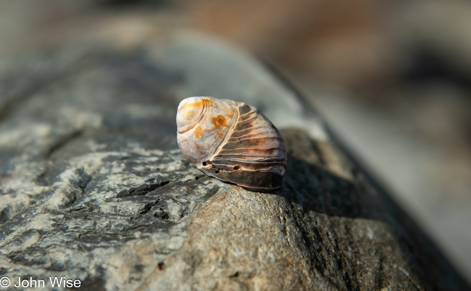 Capelin Gulch Fossil Site in Melrose, Newfoundland