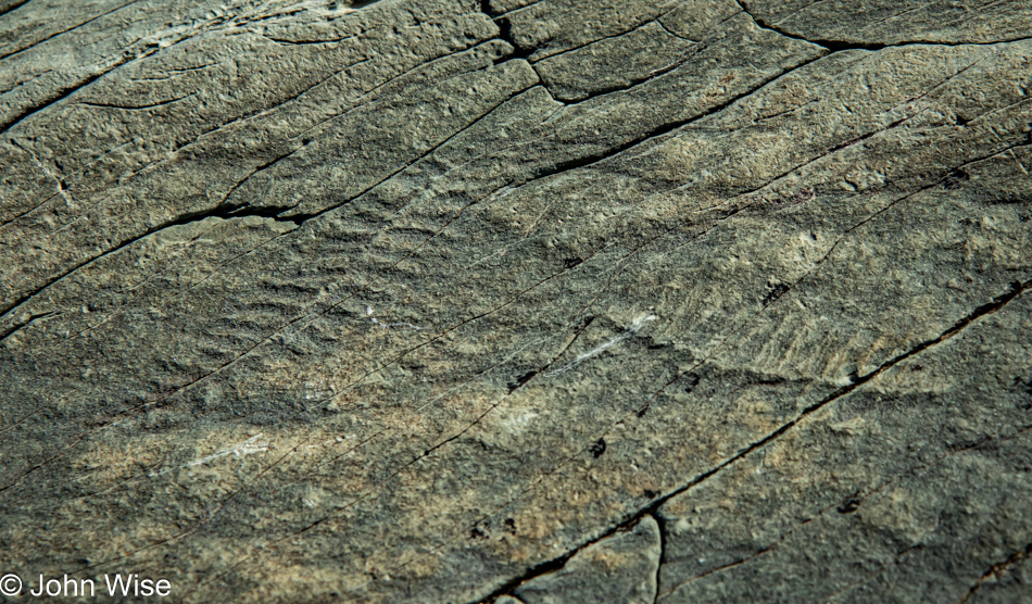 Mistaken Point UNESCO World Heritage Site, Newfoundland, Canada 