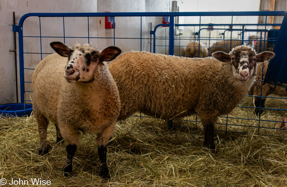 Lismore Sheep Farm in River John, Nova Scotia, Canada